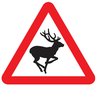 Animals On Road